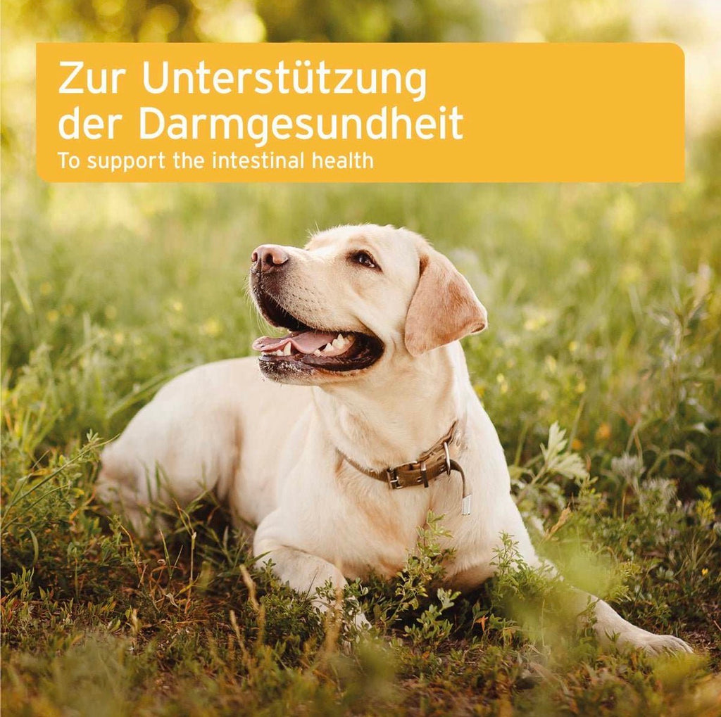 AniForte® plus Probiotikum Tabs für Hunde – Darmflora & Verdauung - 90 Stück