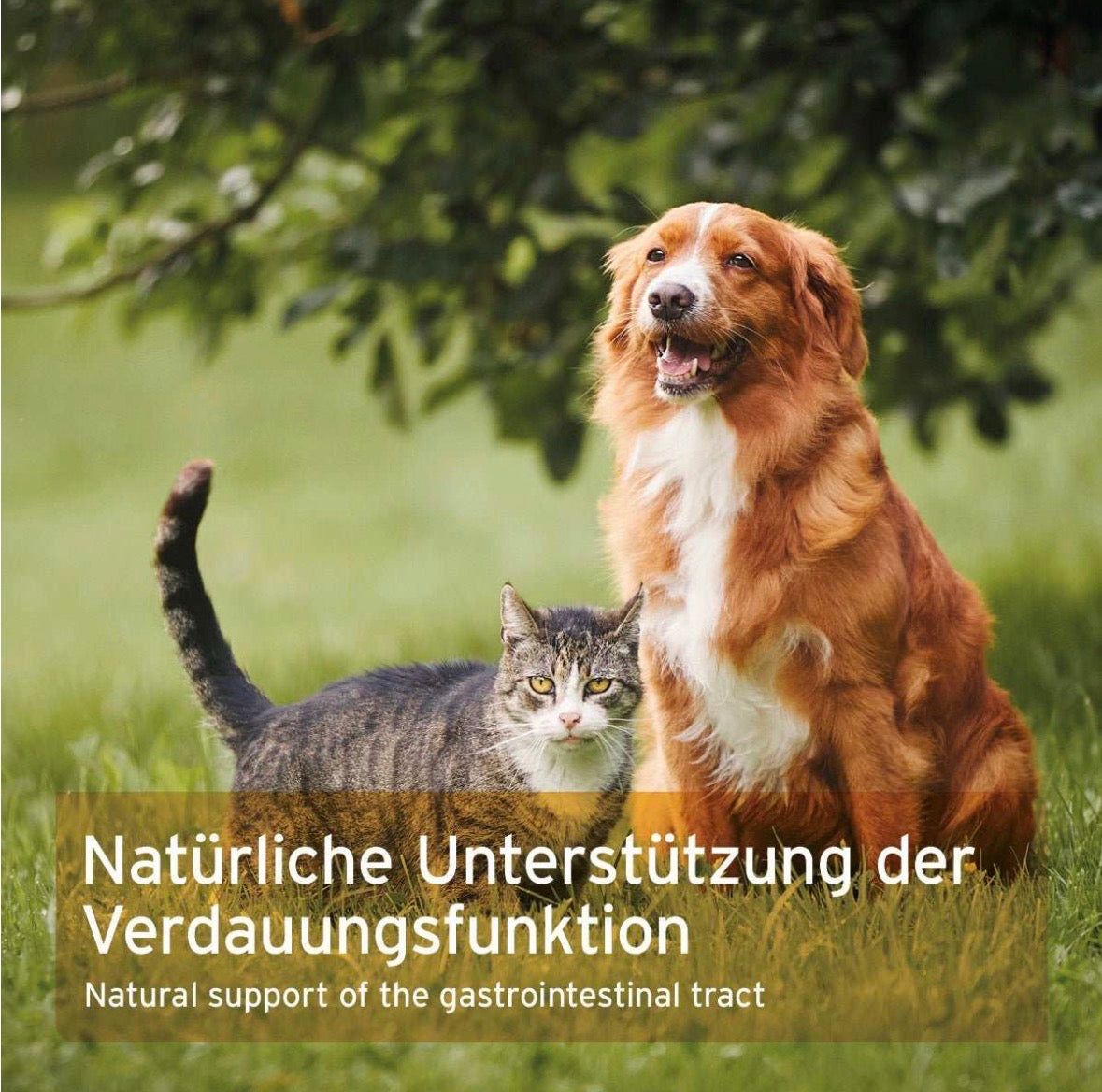 AniForte® Indische Flohsamen für Hunde & Katzen – 250 g