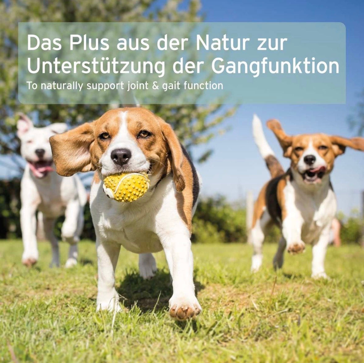 AniForte® Grünlippmuschel Kapseln für Hunde – Gelenke & Beweglichkeit