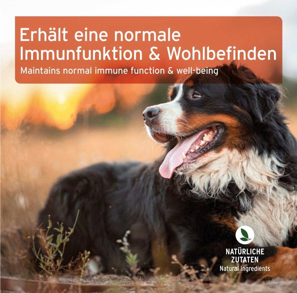 AniForte® Immun-Boost Snack für Hunde – mit Pute