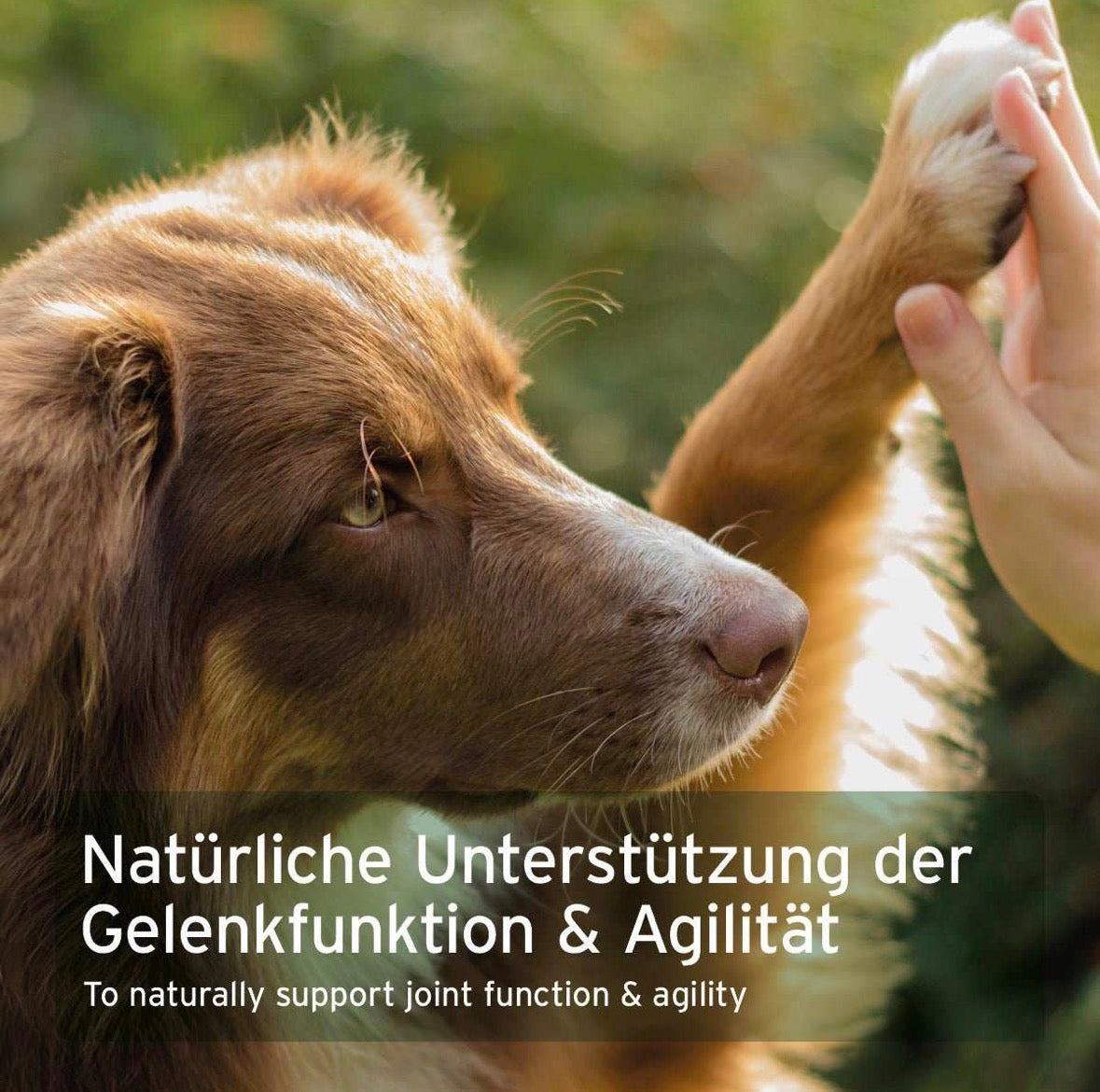 AniForte® Kollagen Pulver für Hunde – Futterergänzung für gesunde Gelenk- und Knochenfunktionen