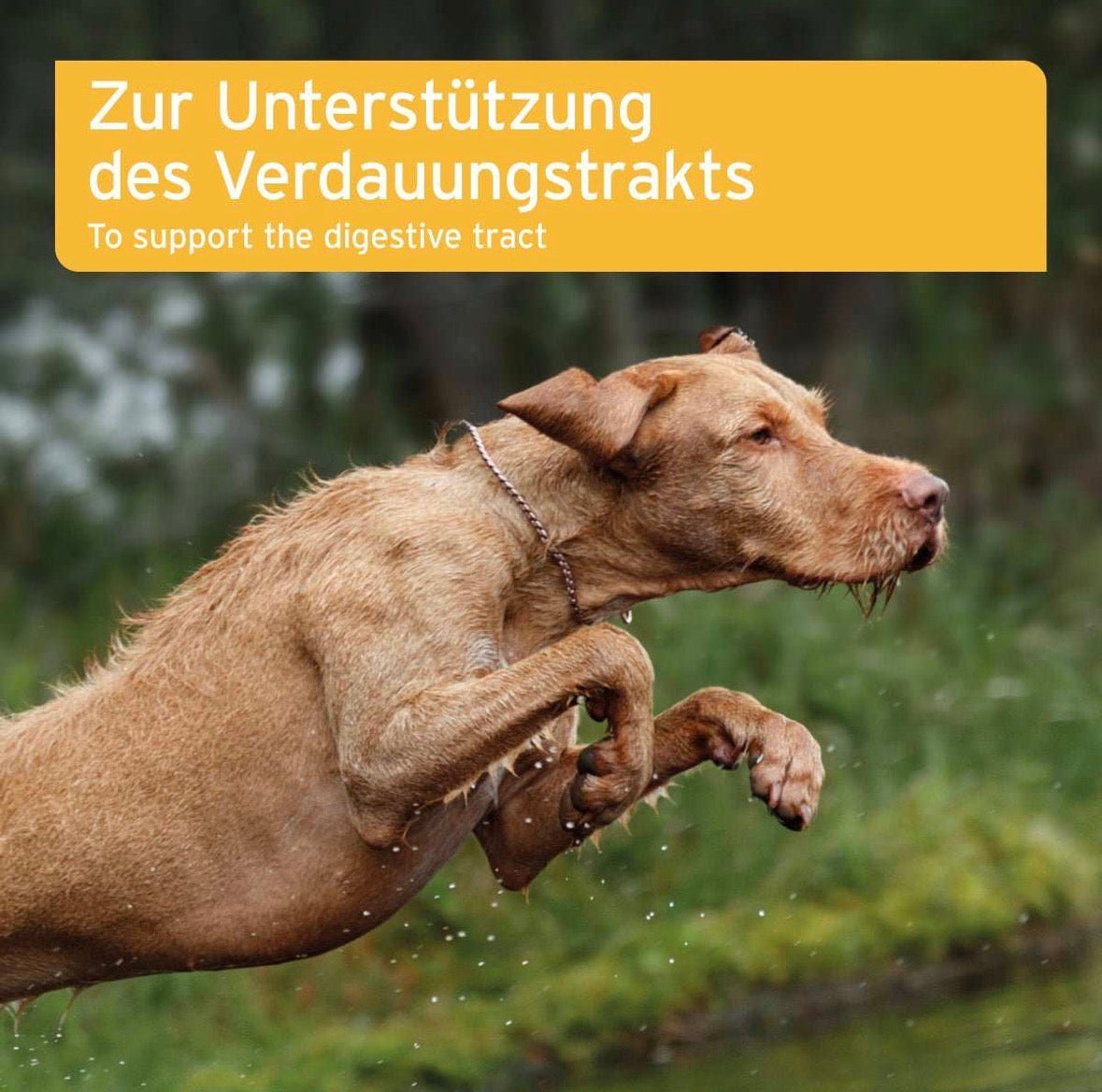 AniForte® plus Magen & Darm
 – 90 Tabletten für Hunde