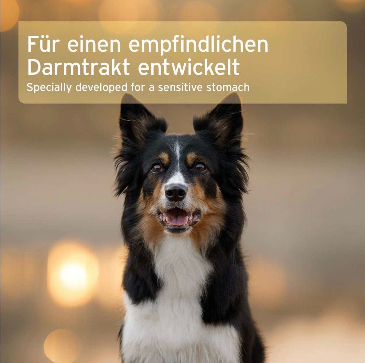 AniForte® Bio Morosan – Karotten-Schonkost, 6 × 100 g