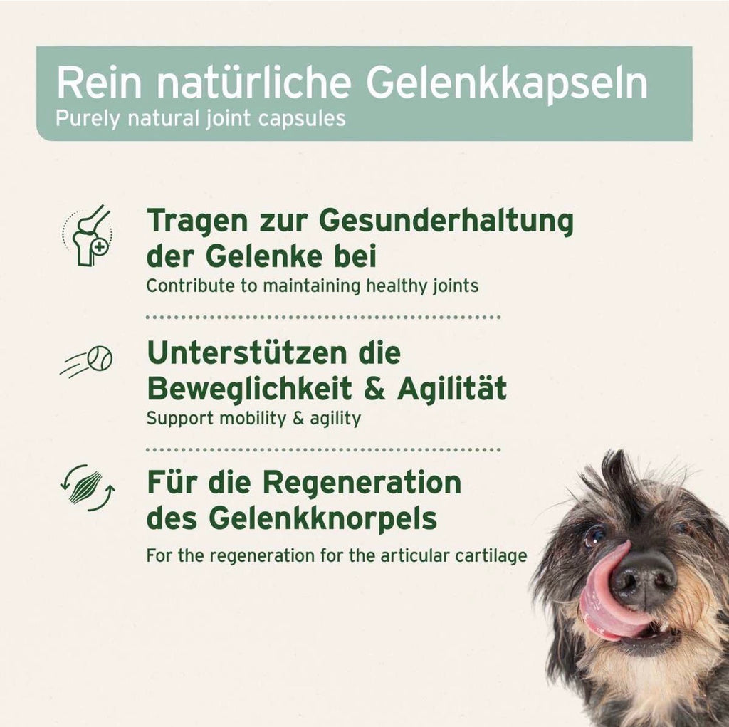 AniForte® Grünlippmuschel Kapseln für Hunde – Gelenke & Beweglichkeit