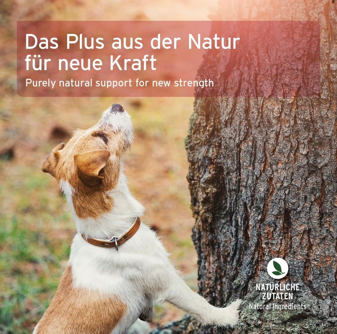 AniForte® Detox-Snack für Hunde – vegetarisch mit Süßkartoffel & Kräutern - 50g