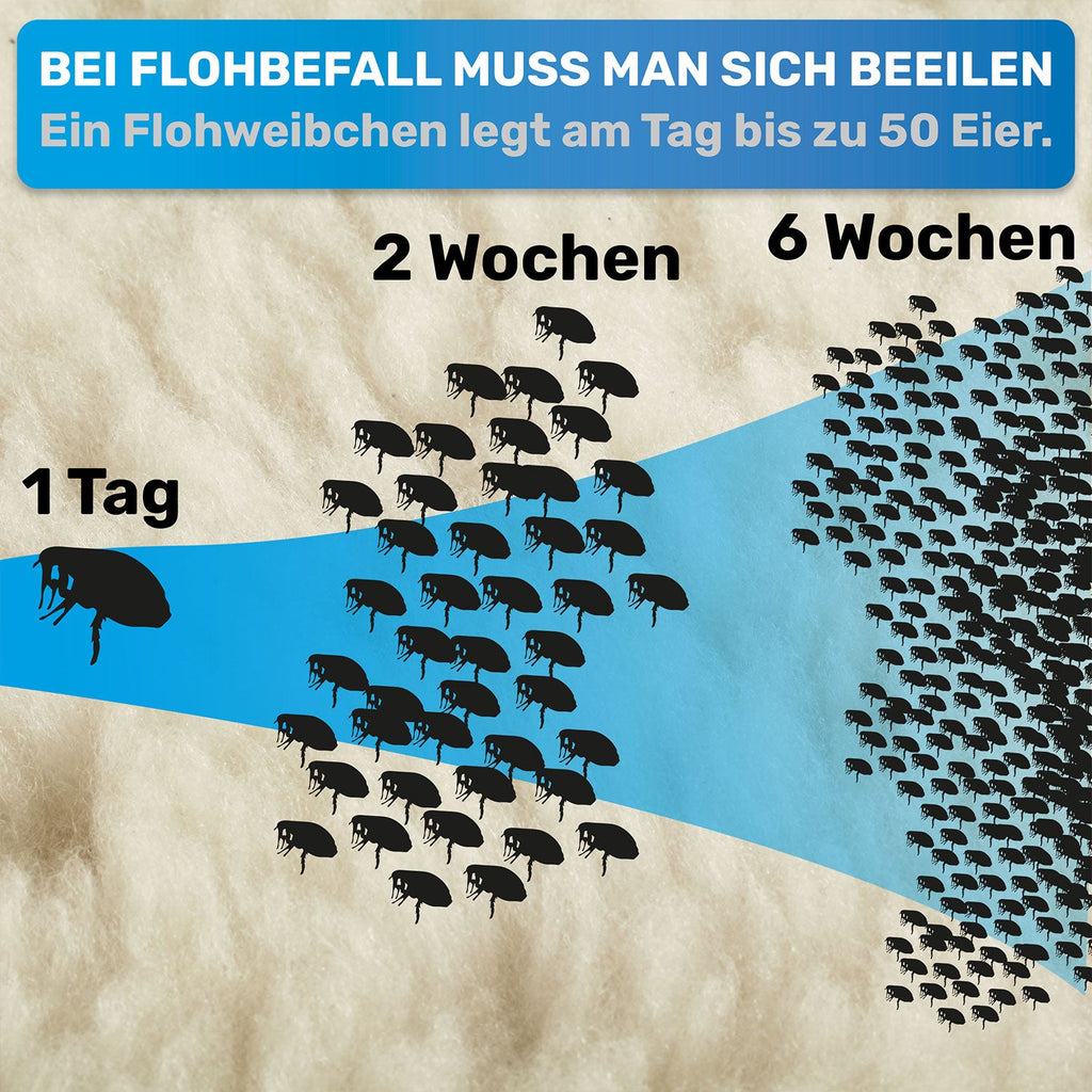 Flohkamm für Hunde – gegen Flöhe & Läuse