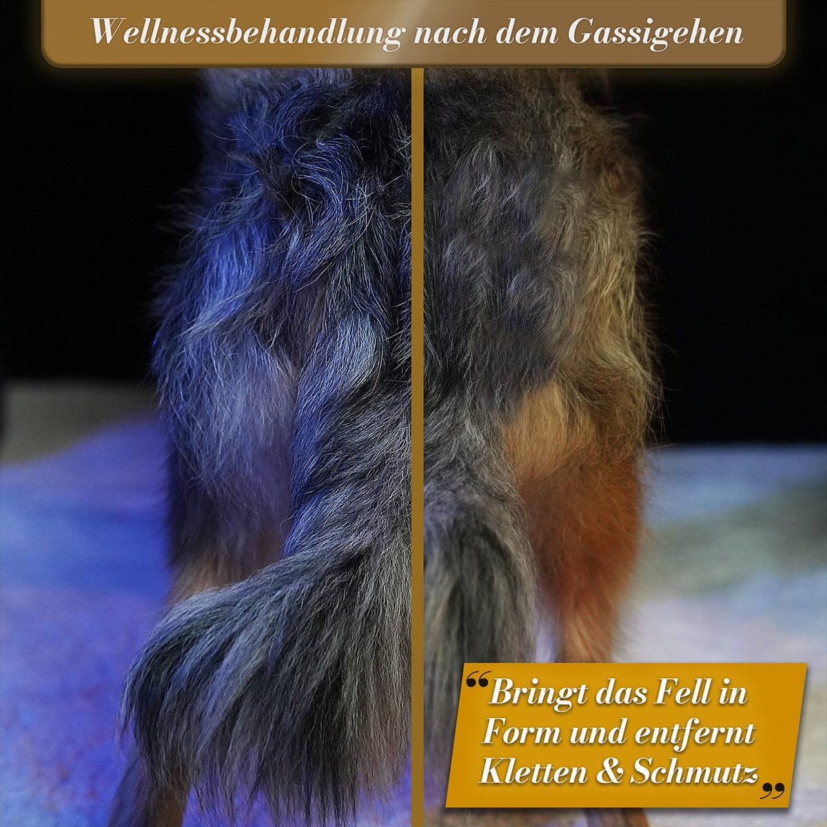GlanzTanz Entfilzungskamm für langes Hundefell – BluePet