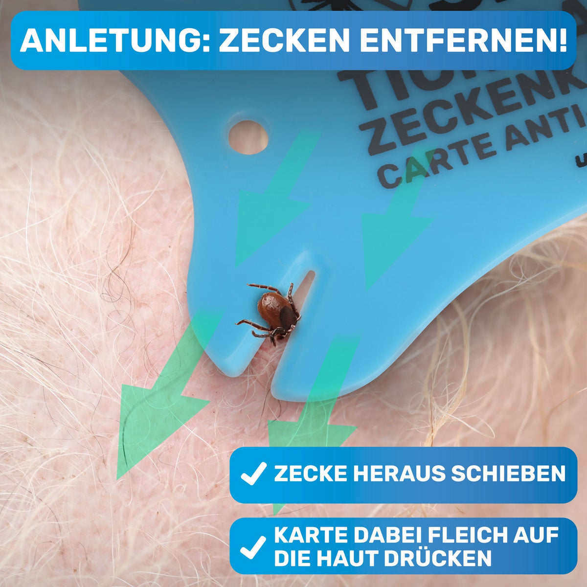 Zeckenkarte mit Lupe für Hunde – BluePet