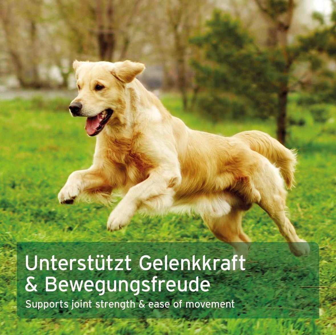 AniForte® MSM Pulver für Hunde – organischer Schwefel für Gelenke - 300 g