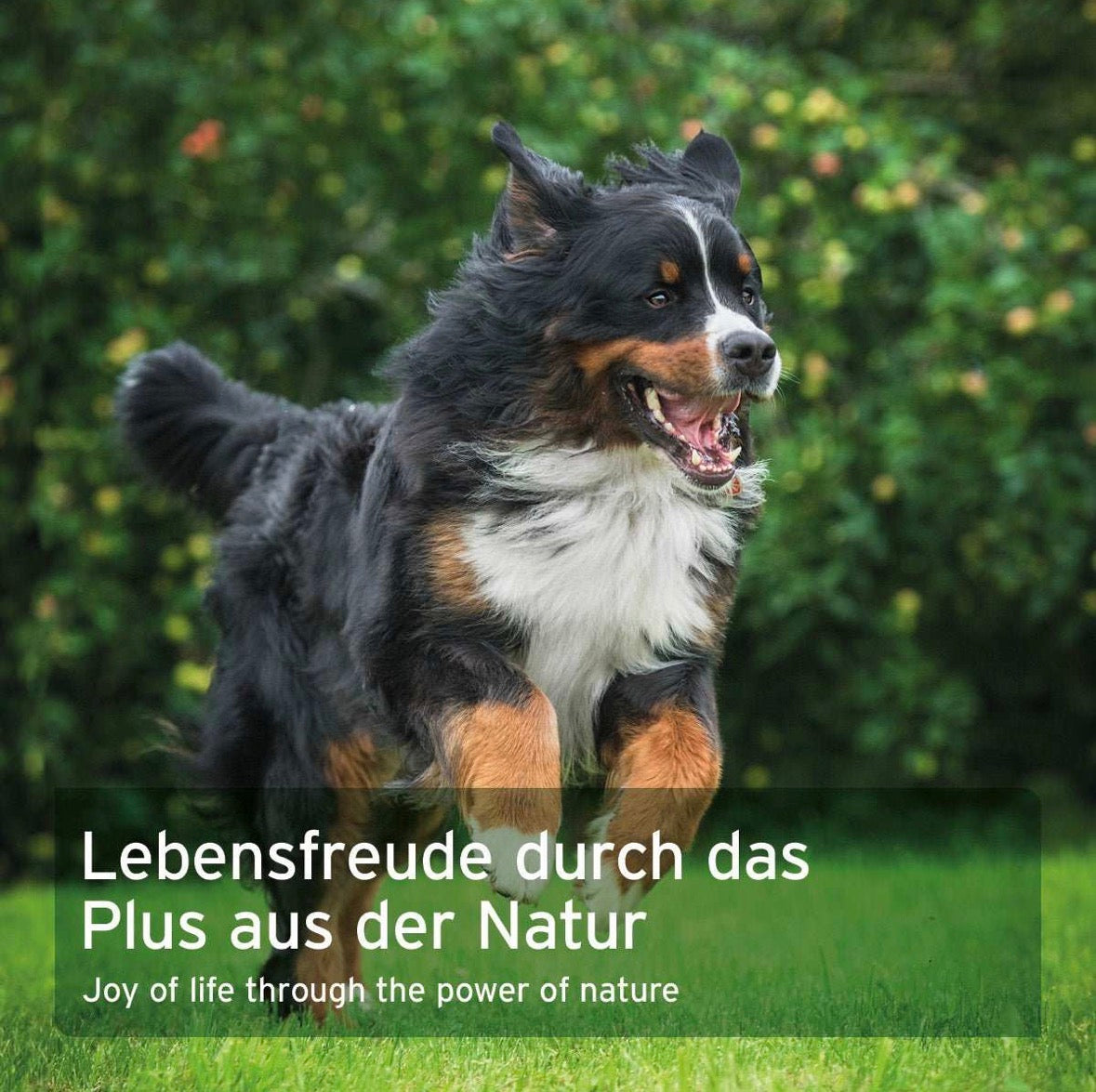 AniForte® WermiX für Hunde – Kräutermischung, 250 g