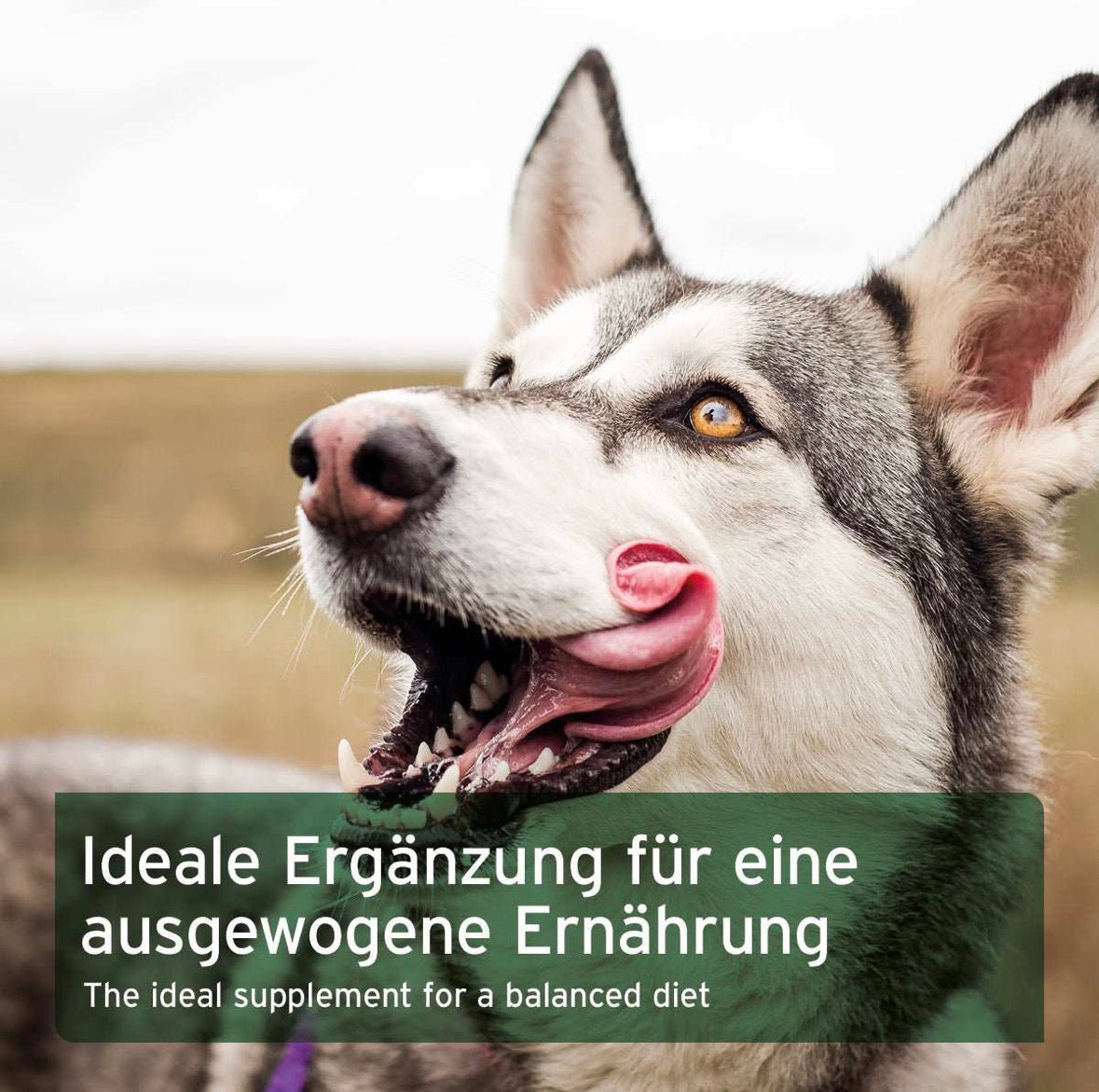 AniForte® BARF-Line Seealgenmehl für Hunde – natürliche Jodquelle zum BARFen