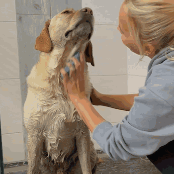 FellFein Gummistriegel – Fell- & Badebürste für Hunde
