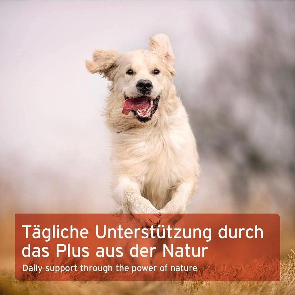 AniForte® Hagebuttenpulver – für Immunsystem & Gelenke
