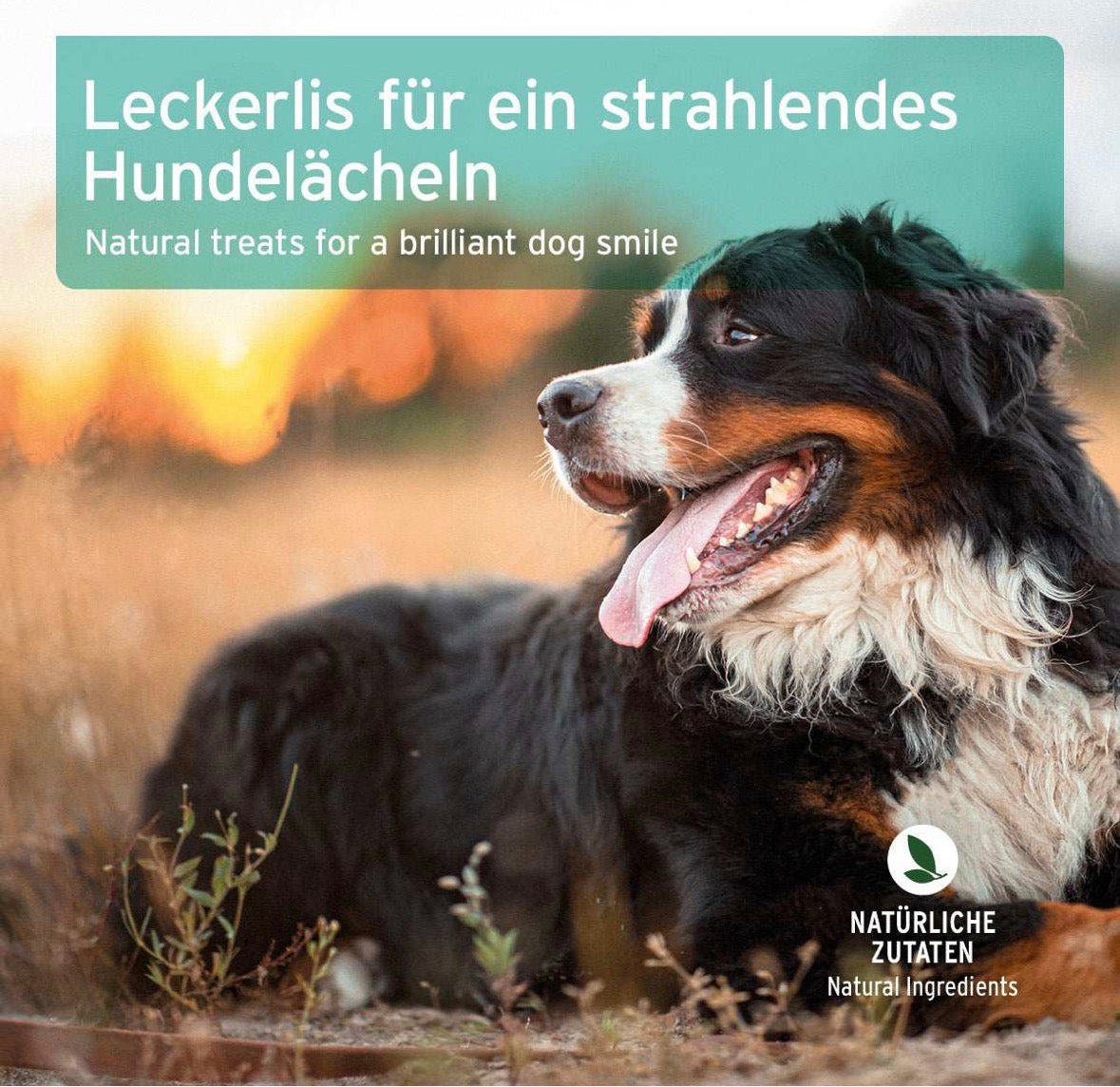 AniForte® Denta Snack – natürliche Zahnpflege für Hunde
