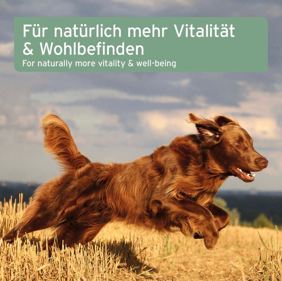 AniForte® Lachsöl – hochwertiges Fischöl für vitale Haut & schönes Fell