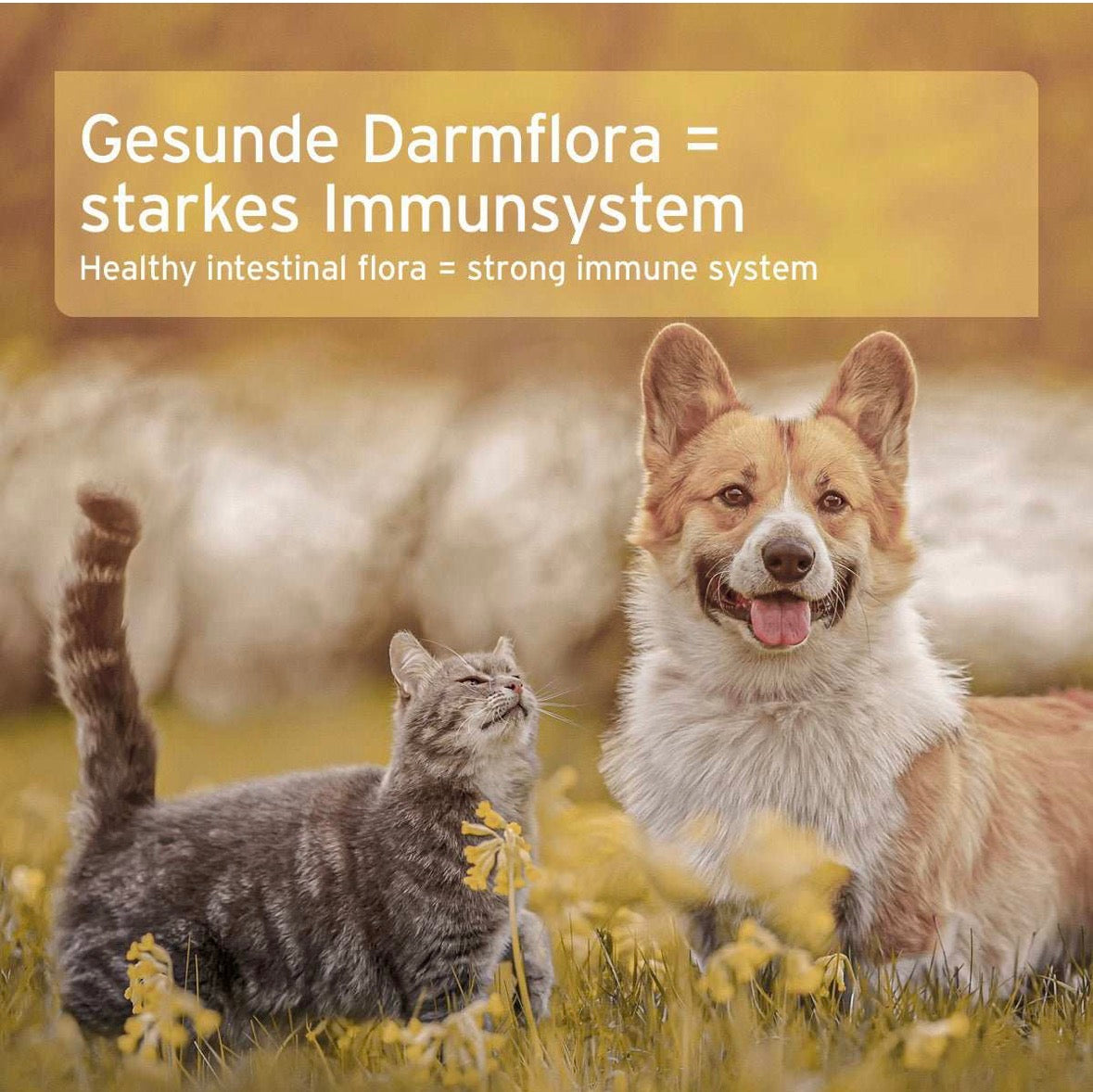 AniForte® Naturmoor – für Verdauung & festeren Kot