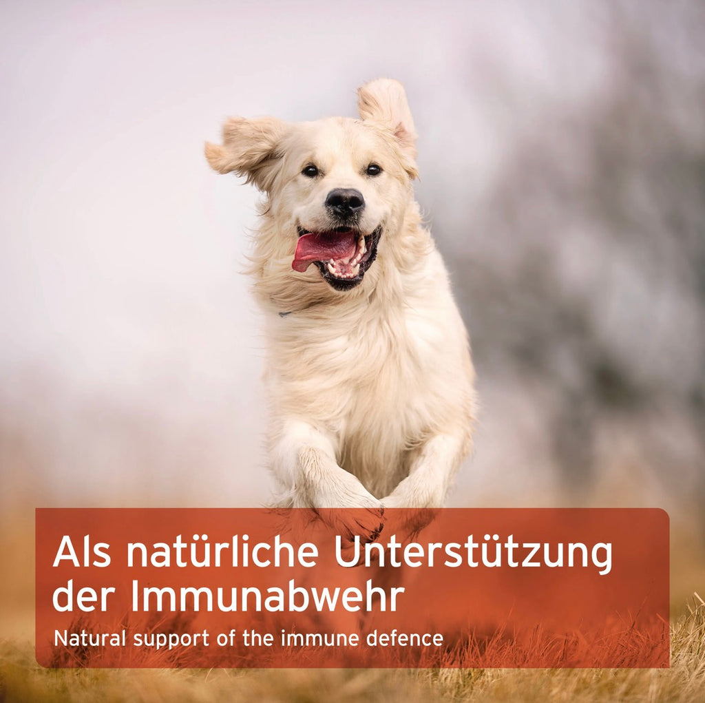 AniForte® Propolis Pulver – für Immunsystem & Haut