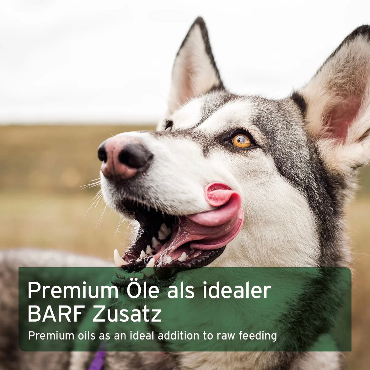 AniForte® BARF-Line Premium Futteröl