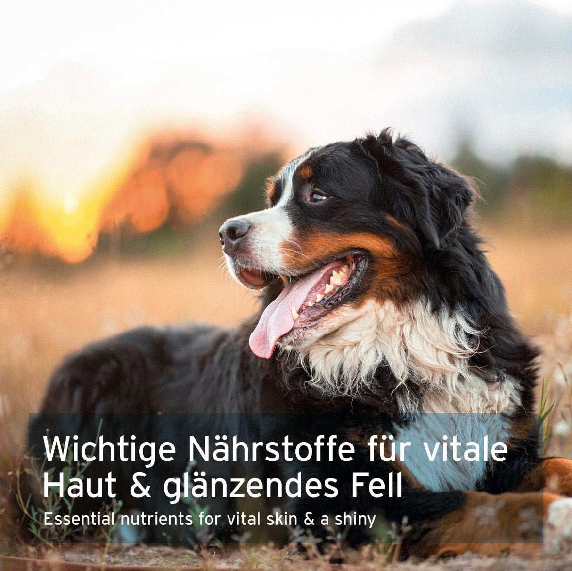 AniForte® Bierhefe Pulver – für Haut & glänzendes Fell
