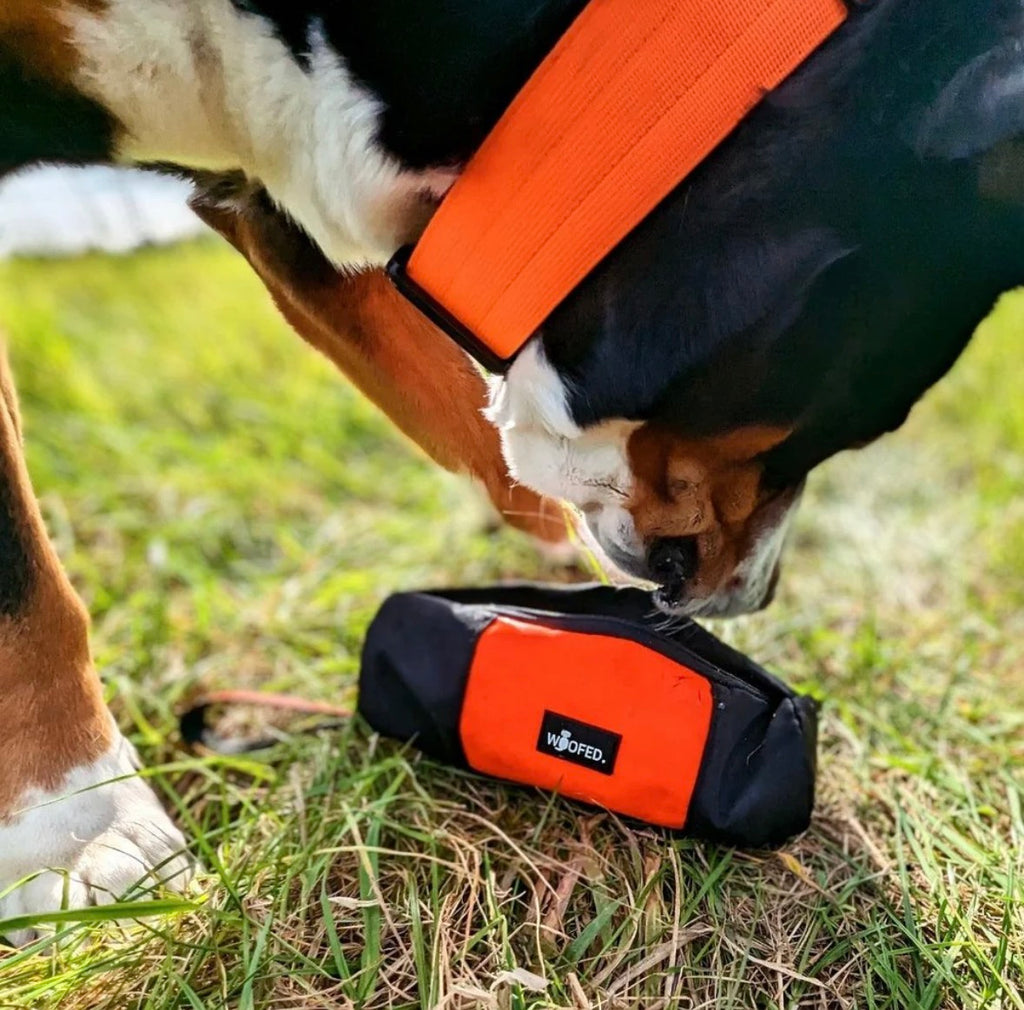 Futterdummy – für Training & Beschäftigung