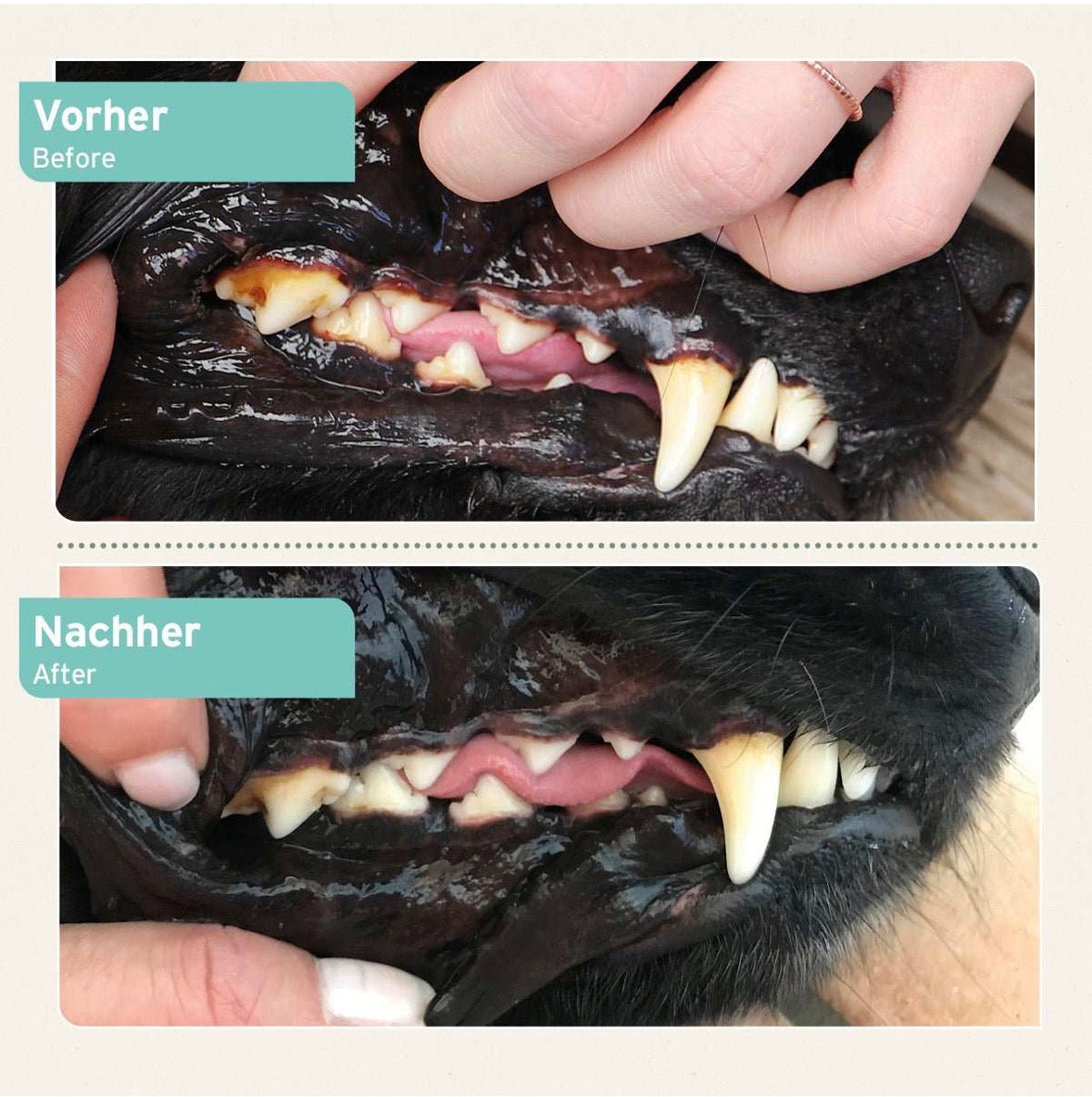 AniForte® Denta Clean & Care – Zahnpflege Pulver