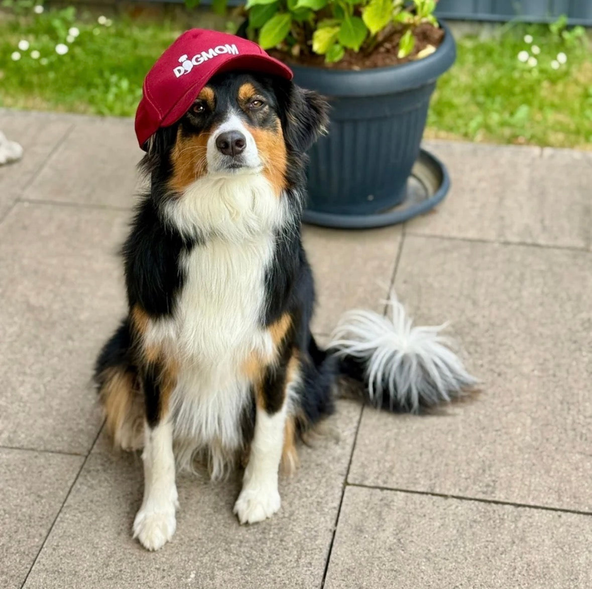 DOGMOM Cap – größenverstellbar