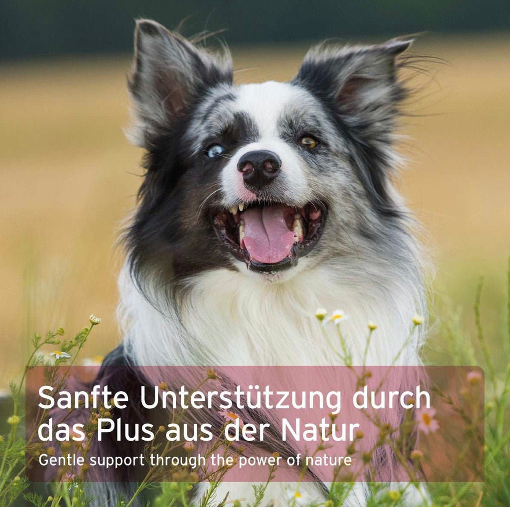 AniForte® Hormon Balance – für hormonelles Gleichgewicht bei Hündinnen