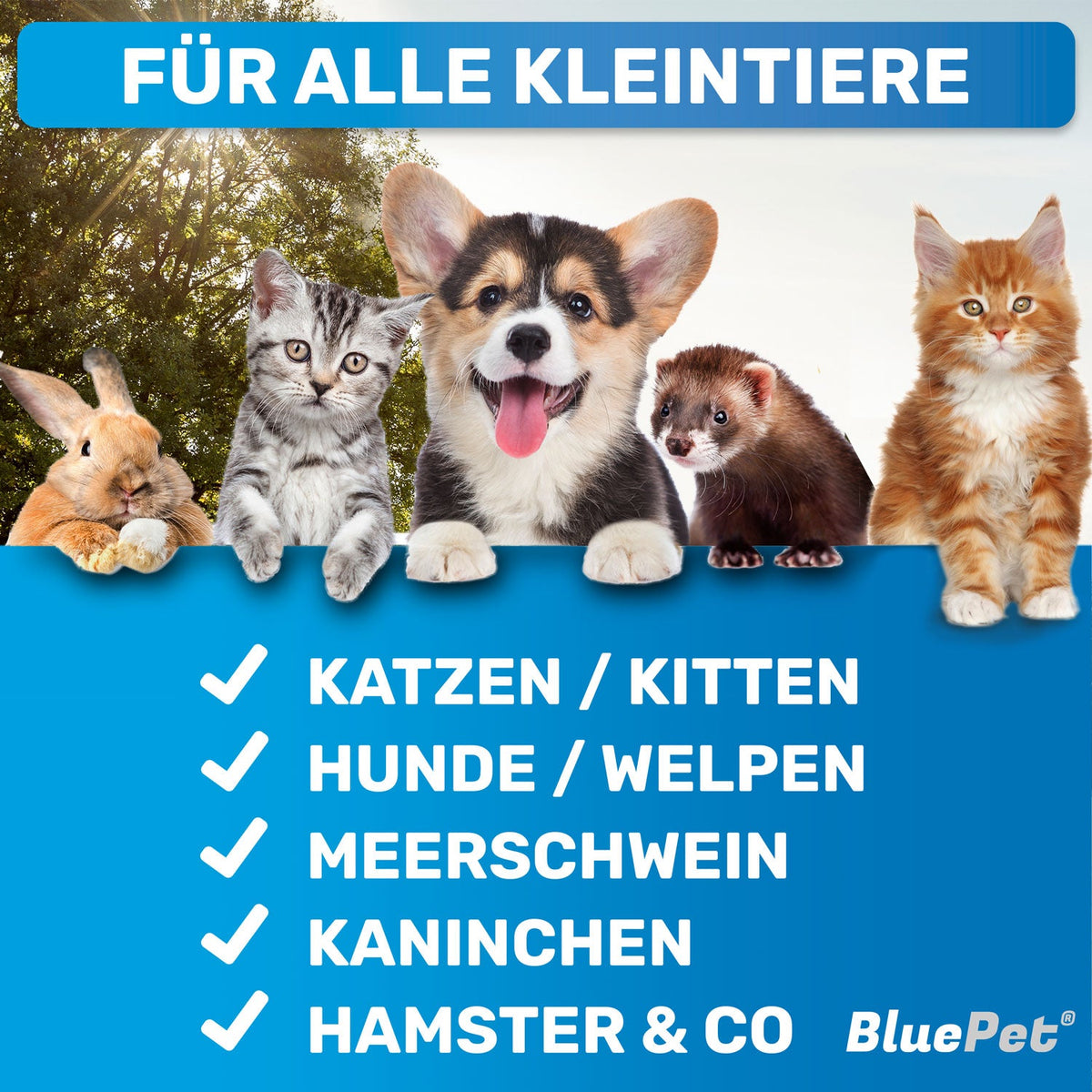 ZupfZeug Mini – Sanfte Zupfbürste für Welpen & Hunde