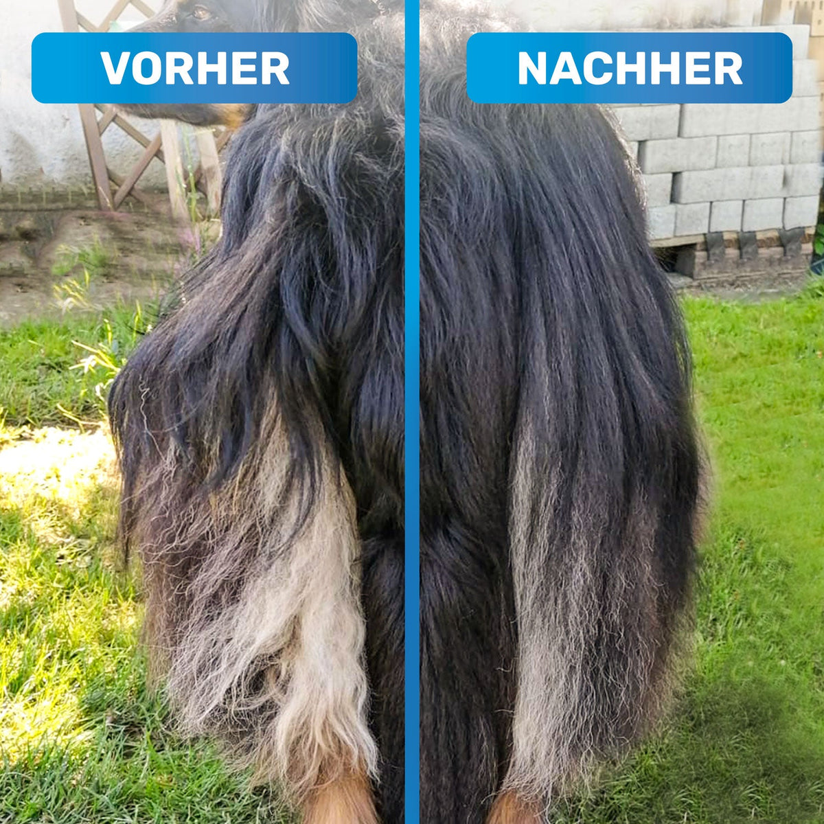 GlanzTanz Entfilzungskamm für langes Hundefell – BluePet