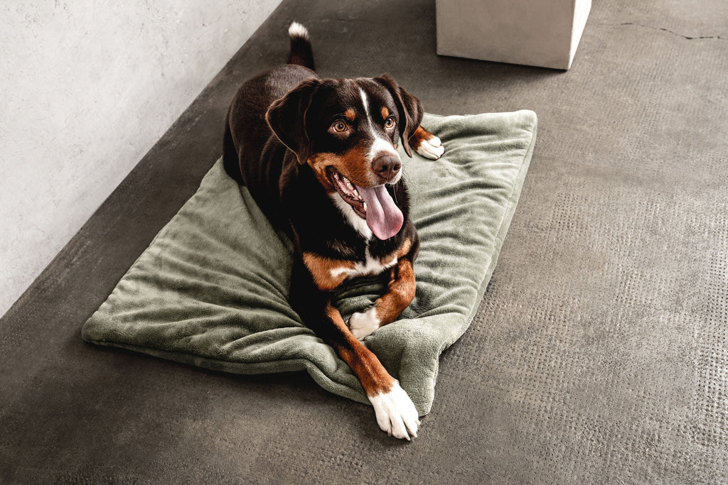 Hundedecke Emma Moosgrün