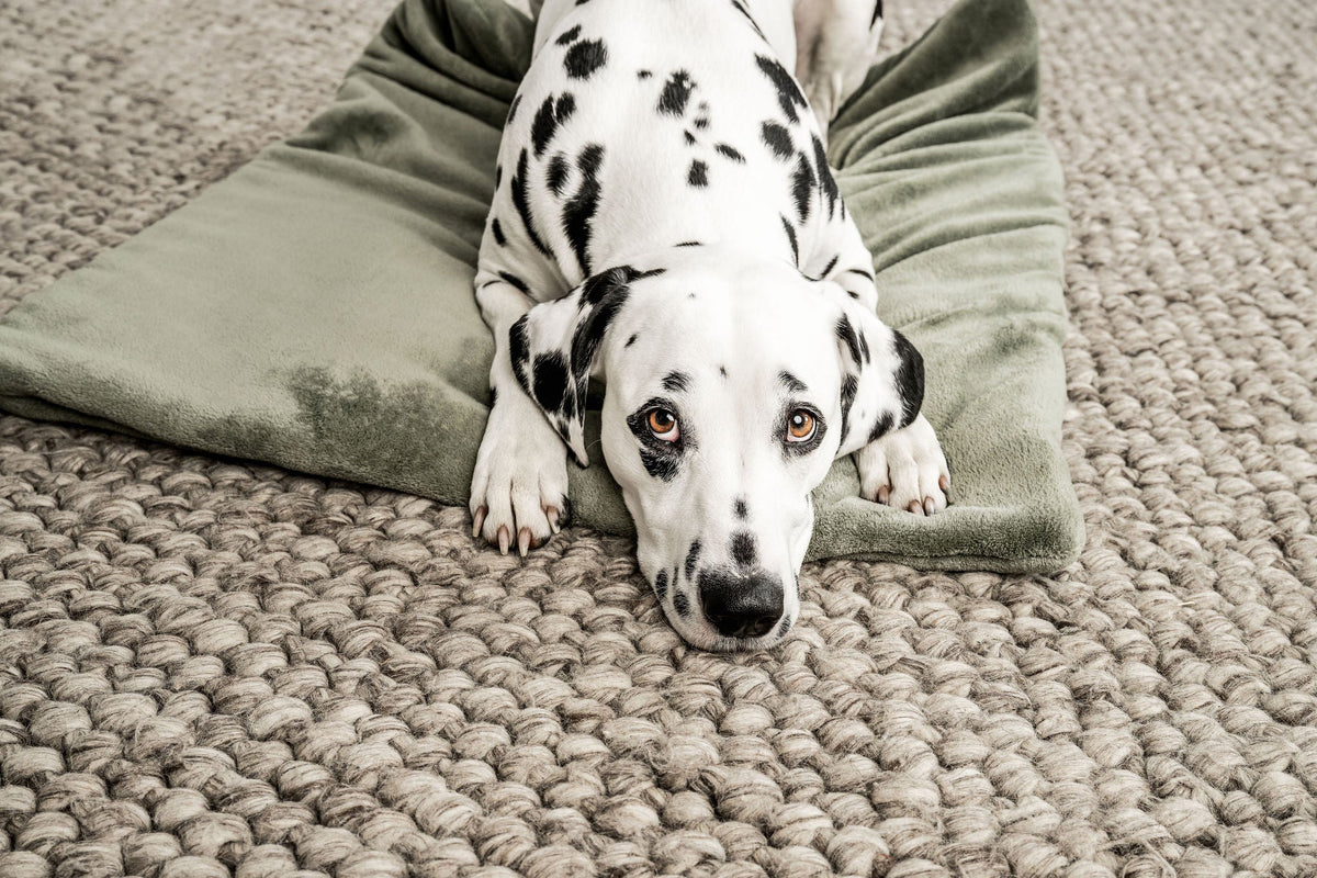 Hundedecke Emma Moosgrün