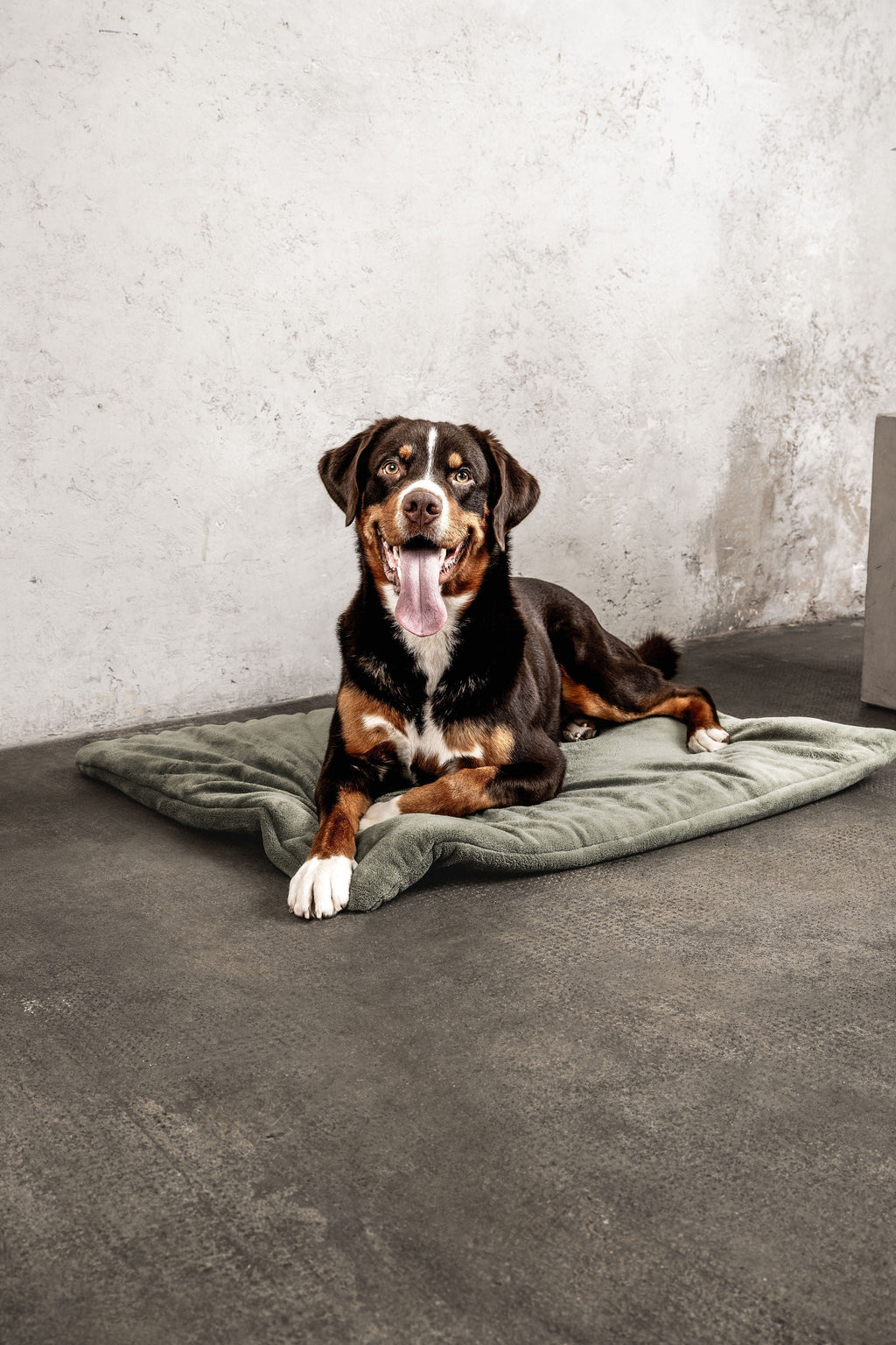 Hundedecke Emma Moosgrün