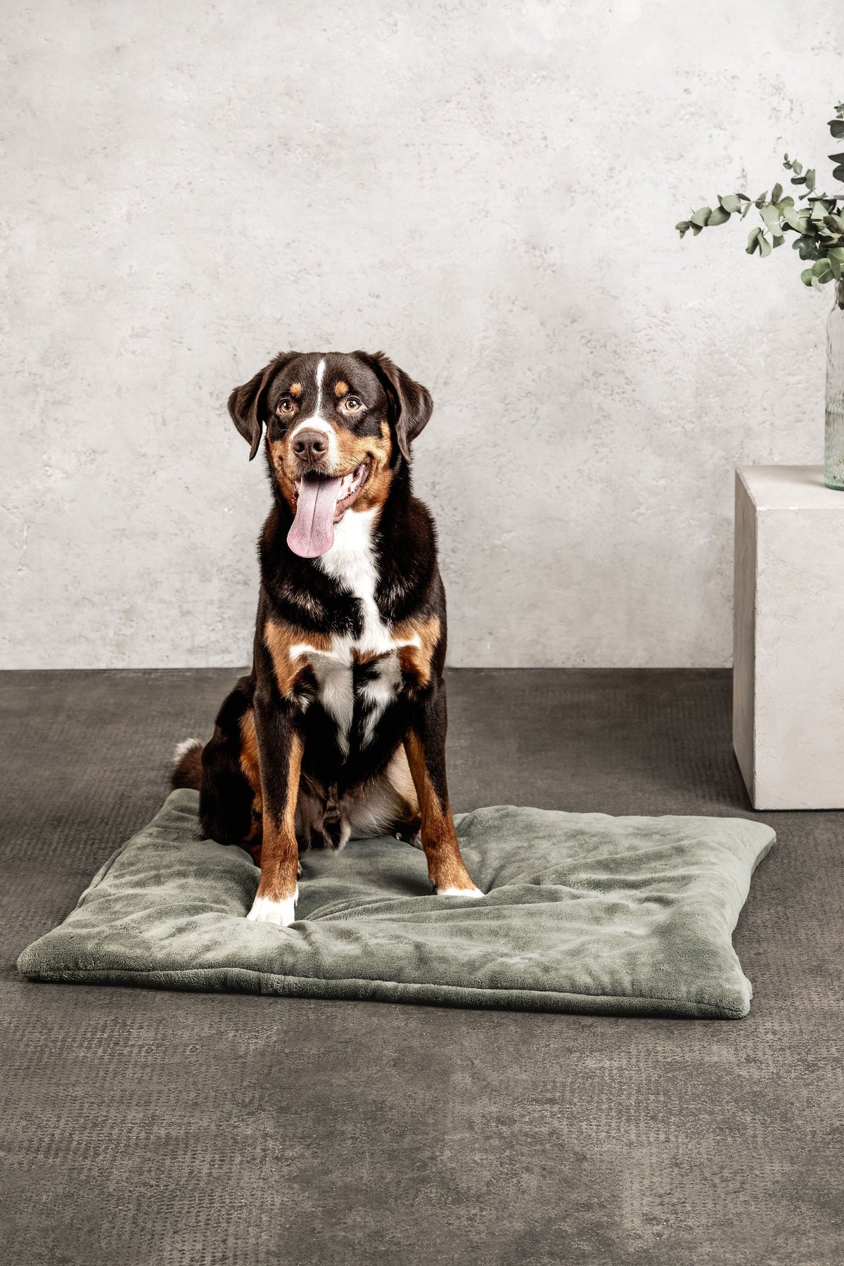 Hundedecke Emma Moosgrün