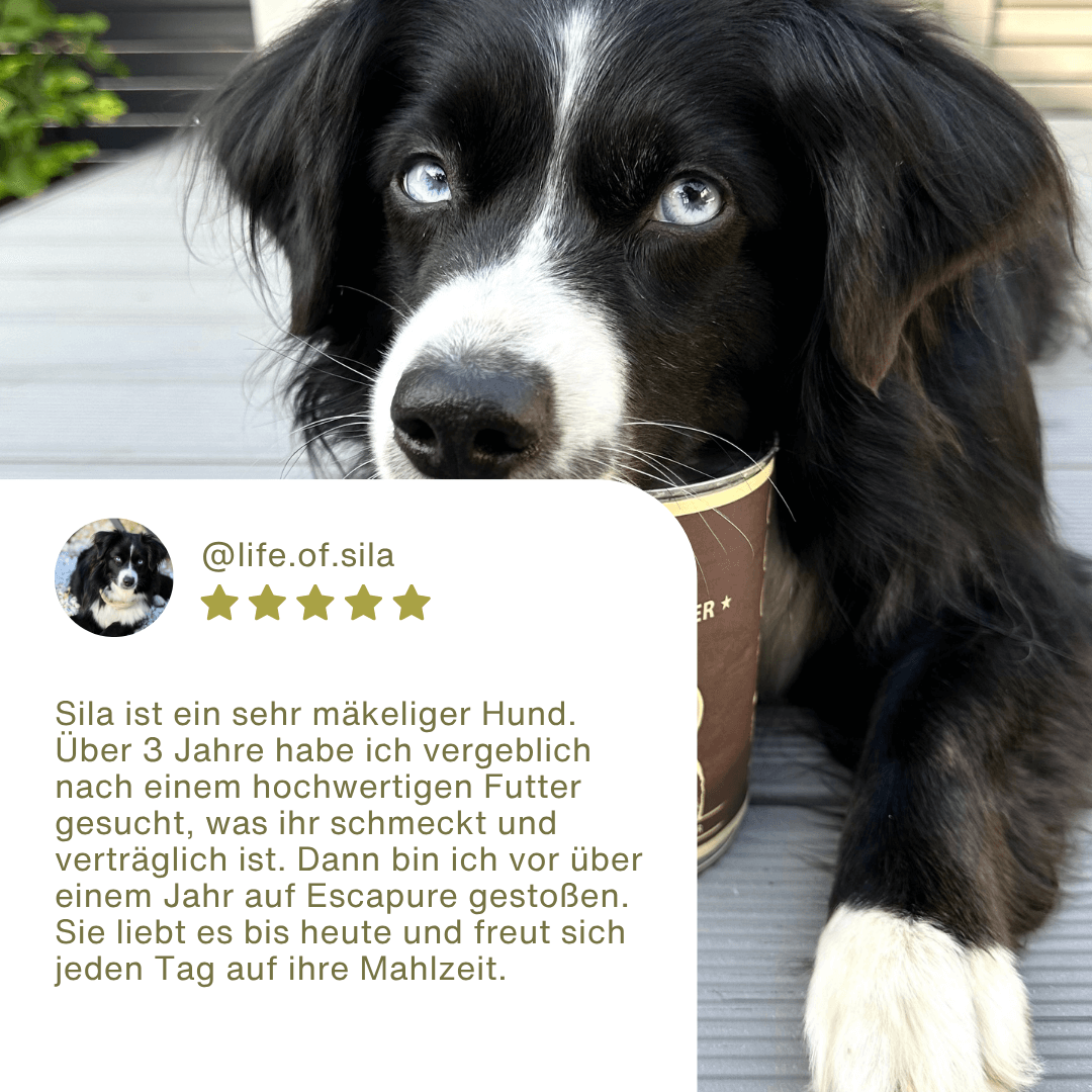 Pferde Geschnetzeltes