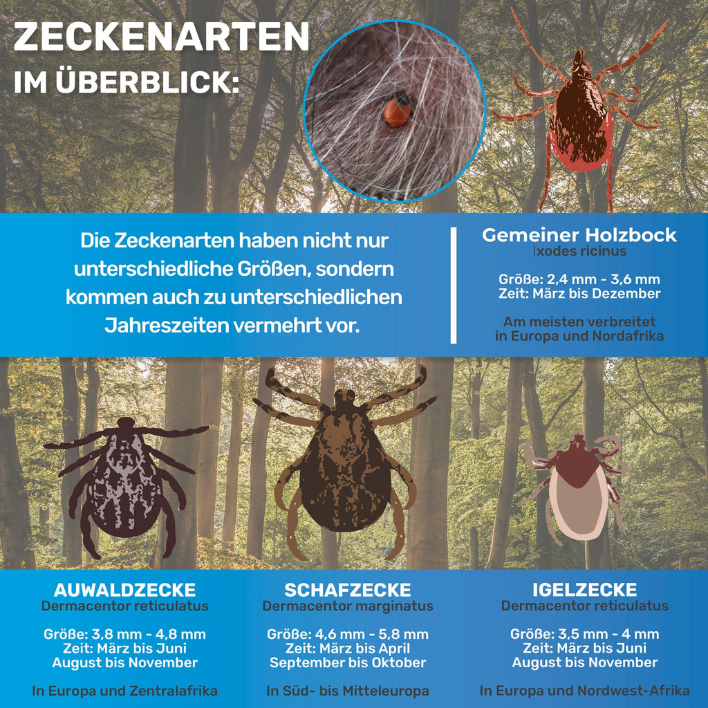 BluePet Infografik: Zeckenarten und Eigenschaften im Überblick